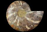 Agatized Ammonite Fossil (Half) - Crystal Chambers #115328-1